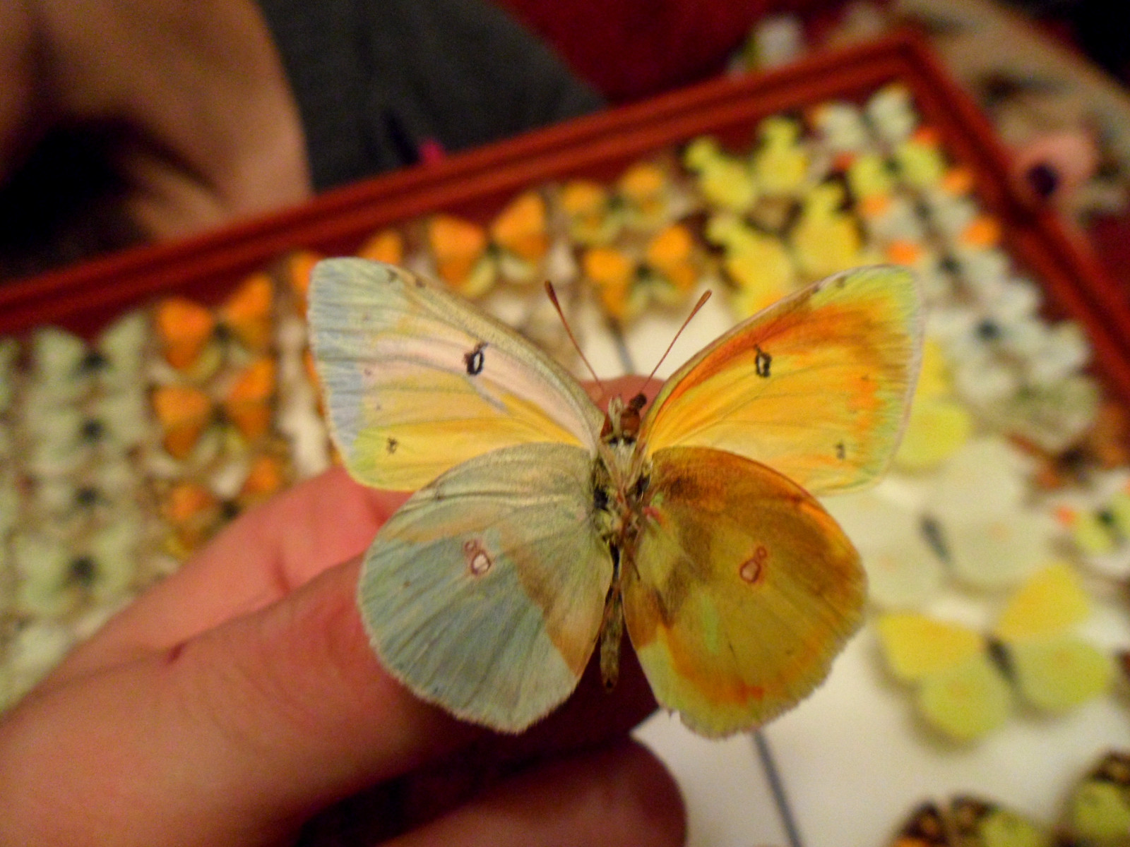 Colias heos heos.Male Mosaic Gynandromorph Burjatia underside (Internet Image property of respective owner, non-commercial use only)